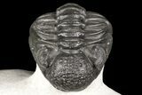 Adrisiops Weugi Trilobite - Recently Described Phacopid #165931-4